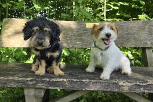 otis IMG_1003 otis IMG_1003