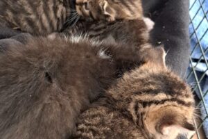 rabi raik romina ruben 02