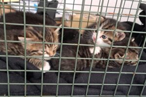 rabi raik romina ruben 03