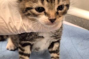 rabi raik romina ruben72