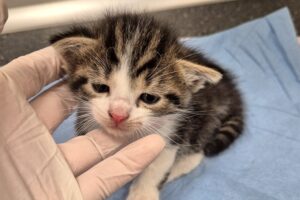 rabi raik romina ruben82