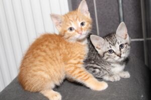 tami toggo IMG_1510 tami toggo IMG_1510