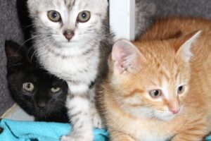 tilly tiara toggo MG_2016we tilly tiara toggo MG_2016we