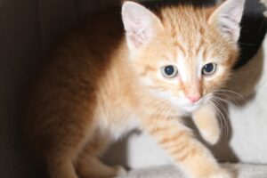 toggo IMG_1788we toggo IMG_1788we