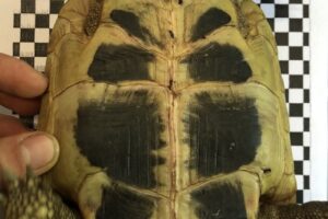 LSK #519 IMG_3495 LSK #519 IMG_3495