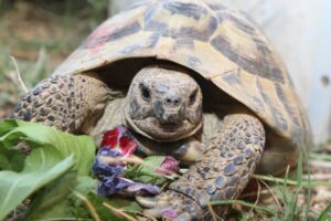 LSK donovan IMG_3243ww LSK donovan IMG_3243ww