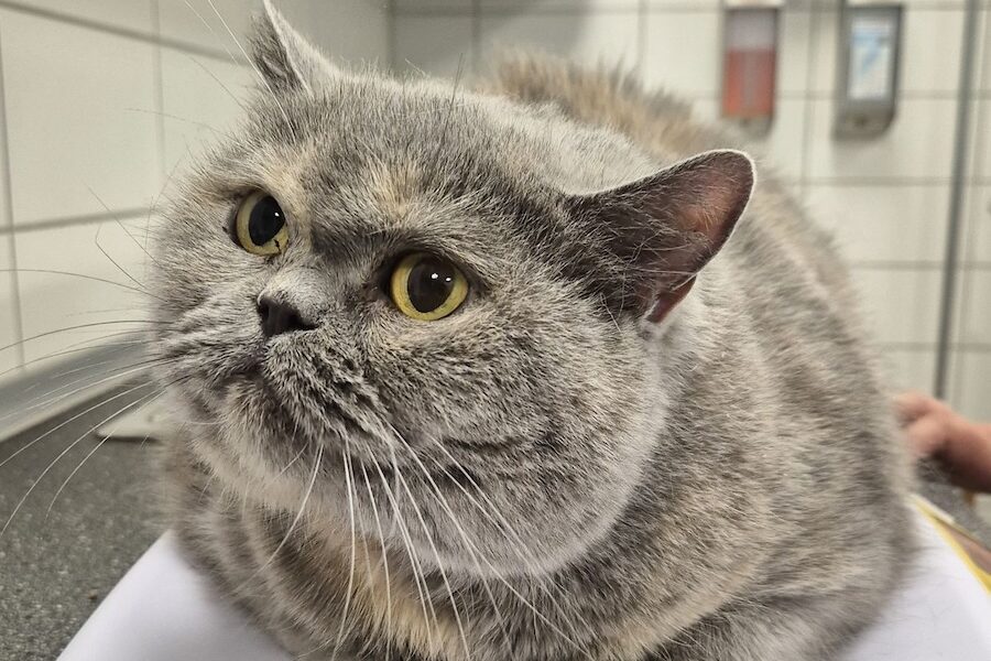 Luna BKHwe Luna BKHwe