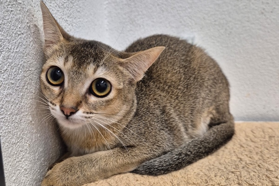 aladdin jasmin 01 aladdin jasmin 01