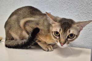 aladdin jasmin 02 aladdin jasmin 02