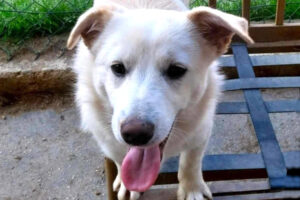 angelo IMG_010 angelo IMG_010