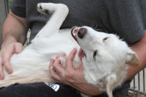 angelo IMG_3755we angelo IMG_3755we