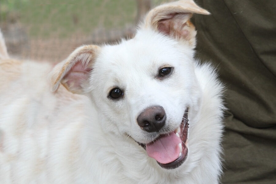 angelo IMG_3768we angelo IMG_3768we