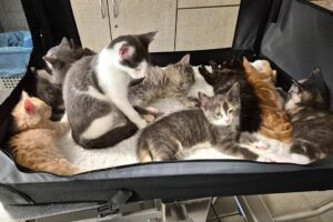 b kinder alle 01 b kinder alle 01