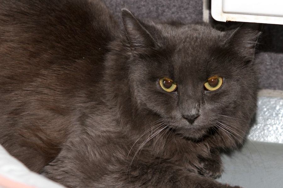 biscotti IMG_3687we biscotti IMG_3687we