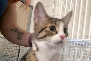 bubbletea 01 bubbletea 01