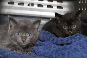 calista calypso IMG_4160we