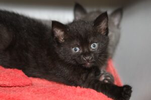 calista calypso IMG_4287we