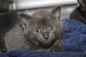 calista calypso IMG_4291we