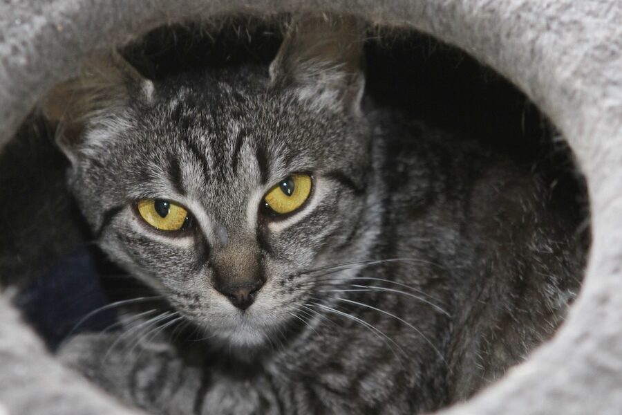 chucky IMG_4105we
