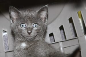 cookie caylypso IMG_4828we