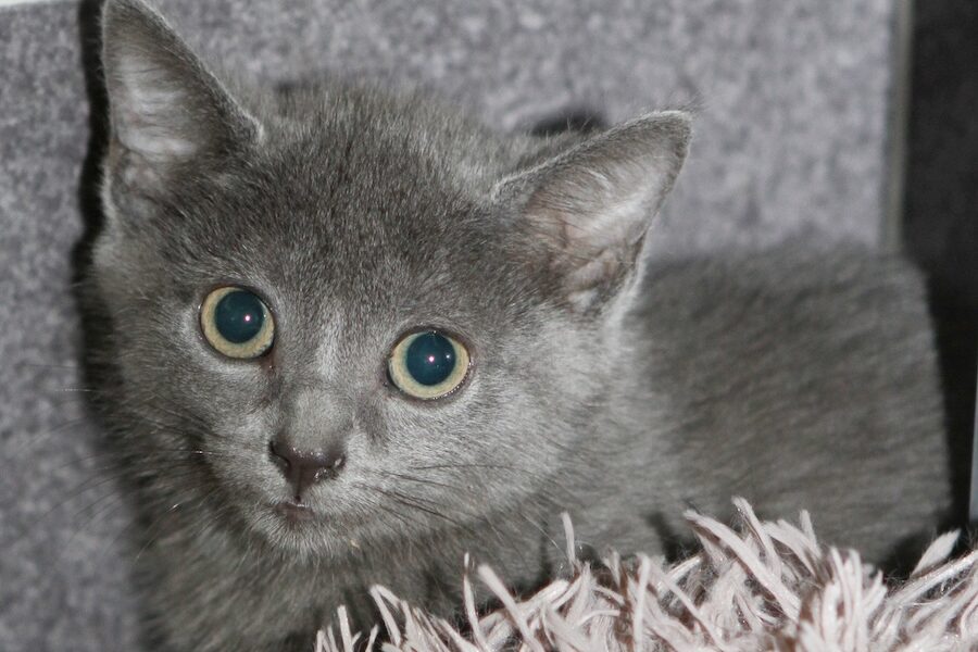 cookie caylypso IMG_4832we