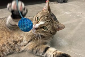 duman IMG 02 duman IMG 02