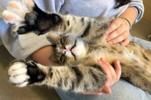 duman IMG 03 duman IMG 03