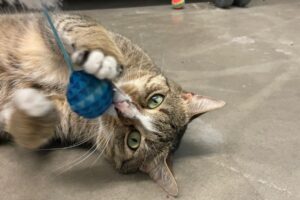 duman IMG 05 duman IMG 05