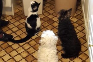 felix privat 01 felix privat 01