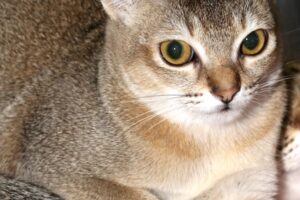 jasmin aladdin IMG_4177we jasmin aladdin IMG_4177we