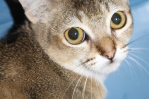 jasmin aladdin IMG_4183we jasmin aladdin IMG_4183we