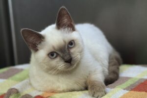 kalinka IMG_2376we