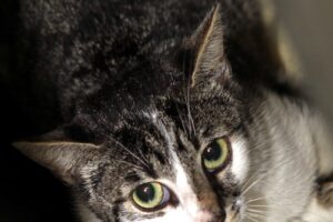 lillet IMG_4574we