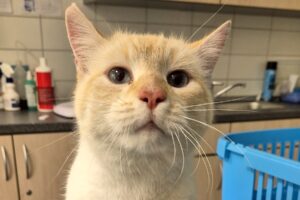 lolek IMG 01 lolek IMG 01