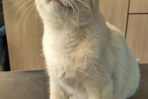 lolek IMG 02 lolek IMG 02