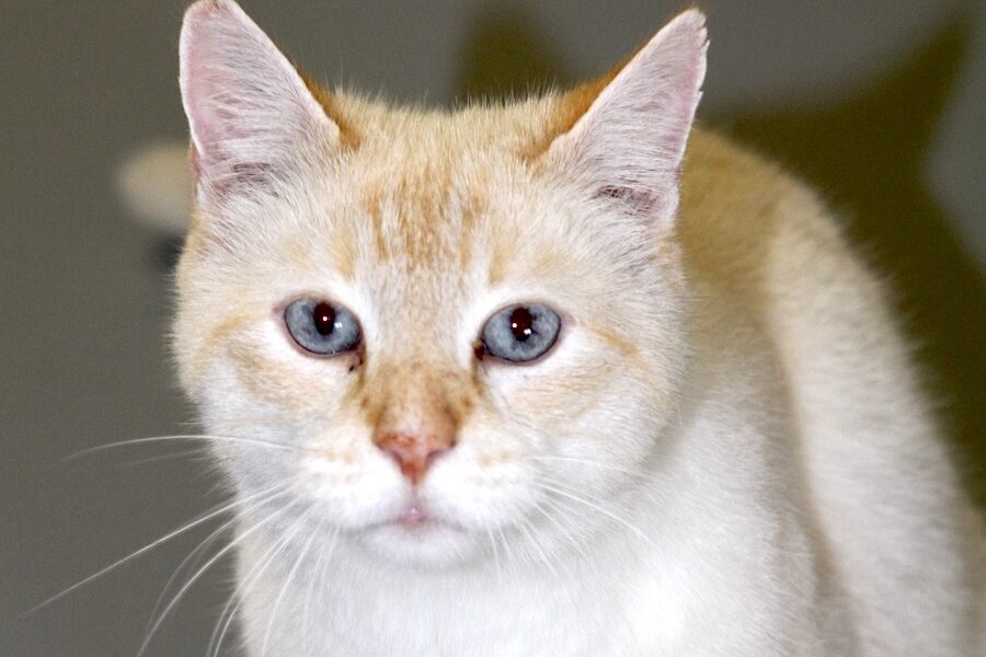 lolek IMG_3832we2 lolek IMG_3832we2