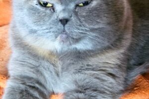 luna Kopie 2 luna Kopie 2