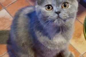 luna Kopie luna Kopie