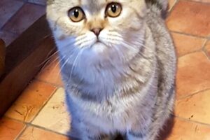 luna minka tiger 16 2 luna minka tiger 16 2