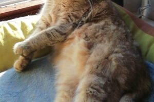 luna minka tiger 16 luna minka tiger 16