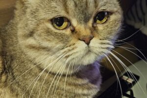 luna minka tiger 16 4 luna minka tiger 16 4