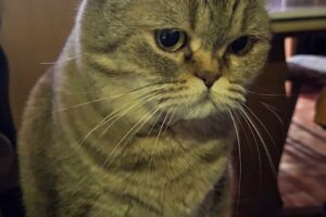 luna minka tiger 16 5 luna minka tiger 16 5