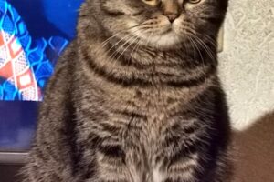 luna minka tiger 16 6