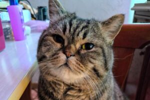 luna minka tiger 16 7