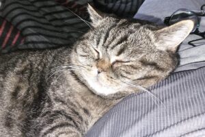 luna minka tiger 17 3