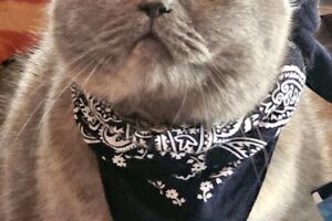 luna minka tiger 17 4 luna minka tiger 17 4