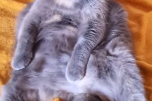 luna minka tiger 17 5 luna minka tiger 17 5