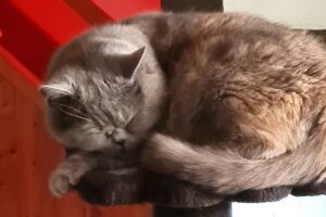 luna minka tiger 17 7 luna minka tiger 17 7