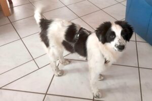 malu image005