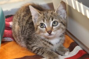 miez marple IMG_3317we miez marple IMG_3317we